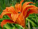 Mouche fleur